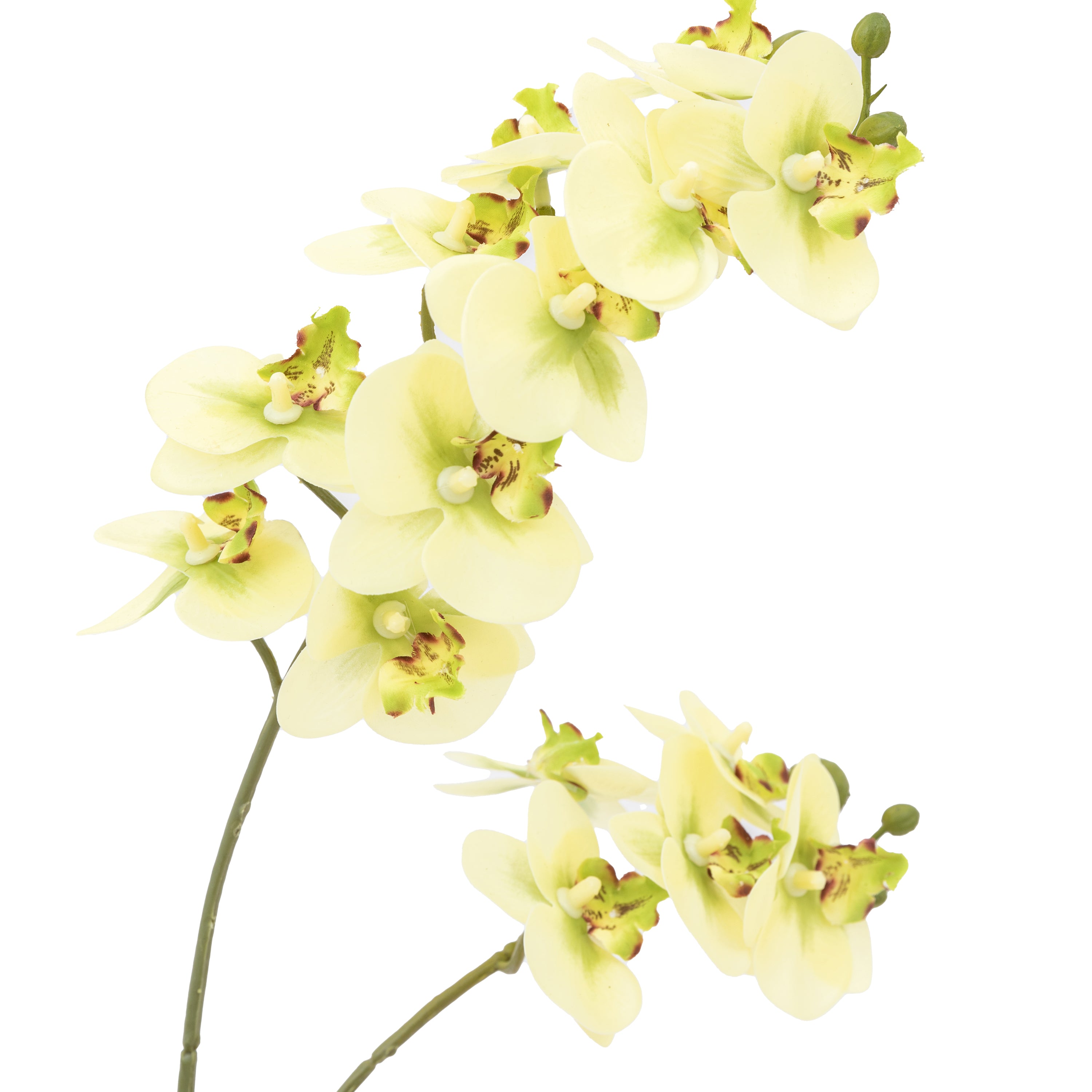 Artificial Orchid Cream in Ribbed White Ceramic Pot | Large